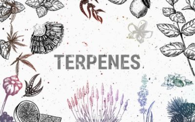 Terpenes 101